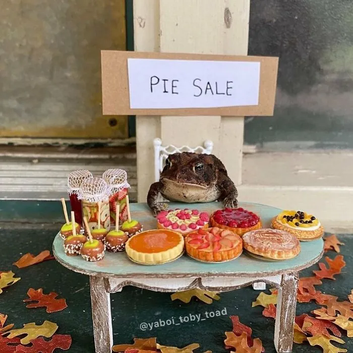 69 Pictures Of Toby The Toad Living An Old Man’s Life In This Decorated Dollhouse