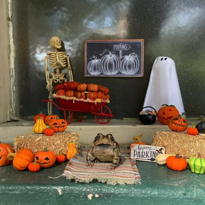69 Pictures Of Toby The Toad Living An Old Man’s Life In This Decorated Dollhouse