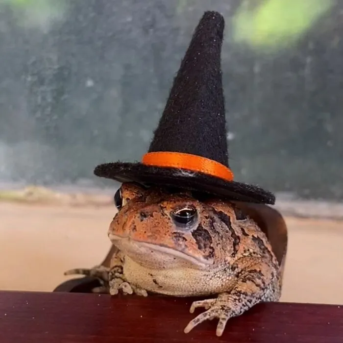 69 Pictures Of Toby The Toad Living An Old Man’s Life In This Decorated Dollhouse