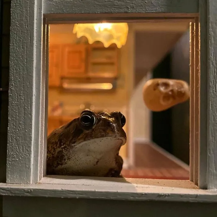 69 Pictures Of Toby The Toad Living An Old Man’s Life In This Decorated Dollhouse