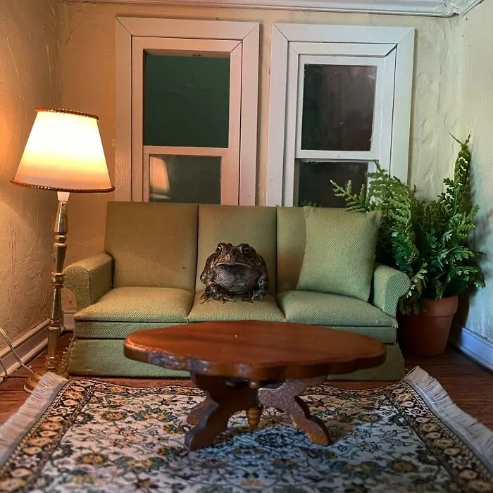 69 Pictures Of Toby The Toad Living An Old Man’s Life In This Decorated Dollhouse