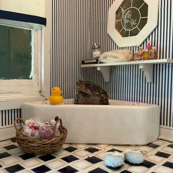 69 Pictures Of Toby The Toad Living An Old Man’s Life In This Decorated Dollhouse