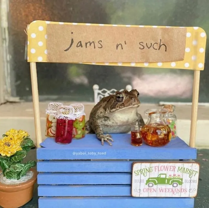69 Pictures Of Toby The Toad Living An Old Man’s Life In This Decorated Dollhouse