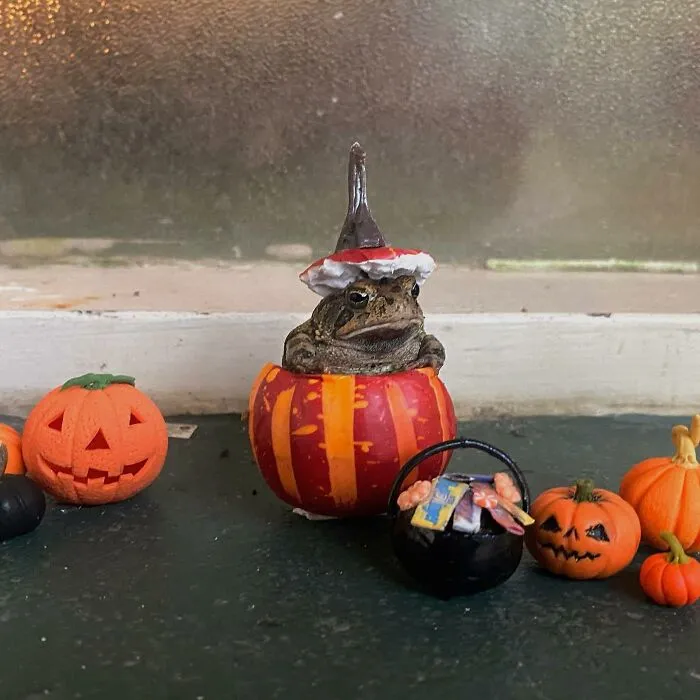 69 Pictures Of Toby The Toad Living An Old Man’s Life In This Decorated Dollhouse
