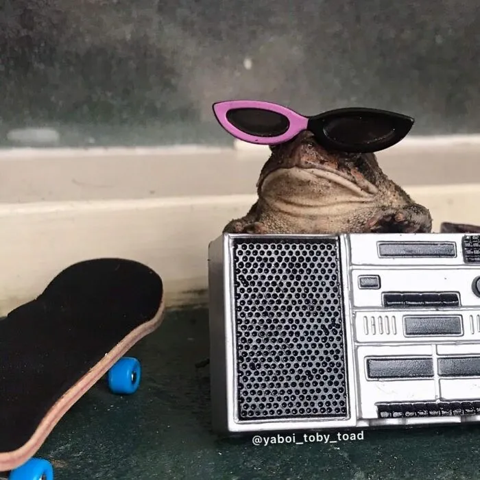 69 Pictures Of Toby The Toad Living An Old Man’s Life In This Decorated Dollhouse