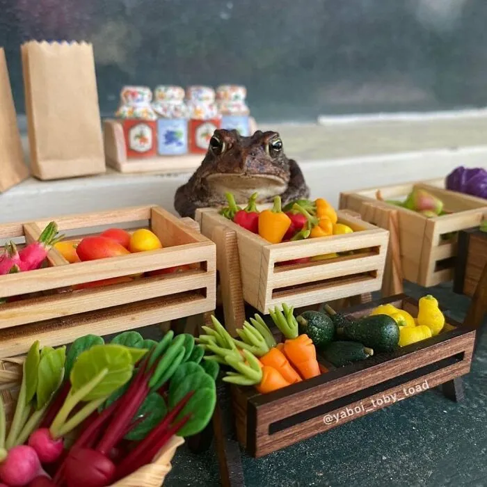 69 Pictures Of Toby The Toad Living An Old Man’s Life In This Decorated Dollhouse