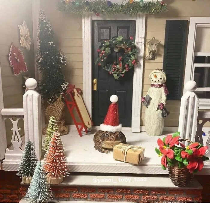 69 Pictures Of Toby The Toad Living An Old Man’s Life In This Decorated Dollhouse