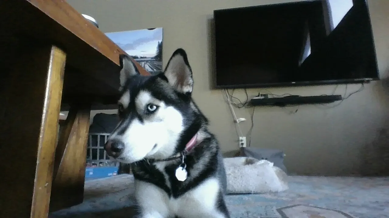 Try And Draw This Dog And Post It Here.