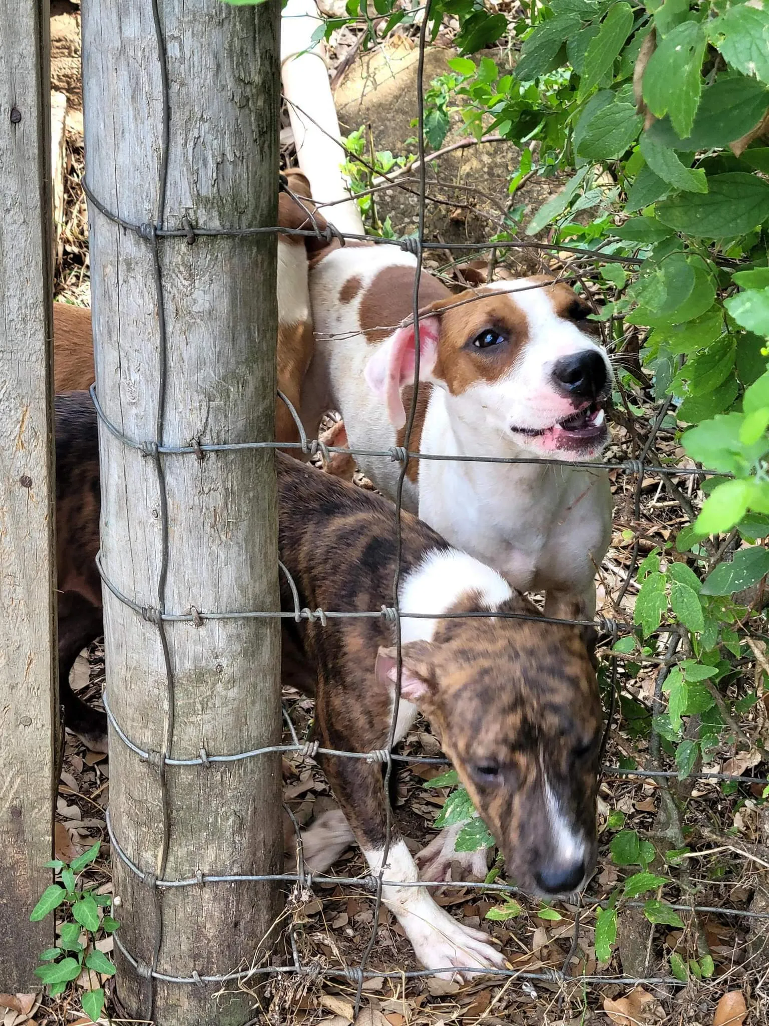 When Do You Think It's Acceptable To Dump Your Pet?