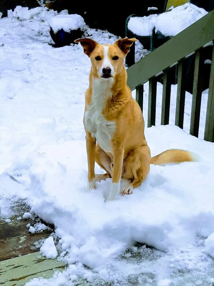 Our Very Good Boy Willie, Much Missed