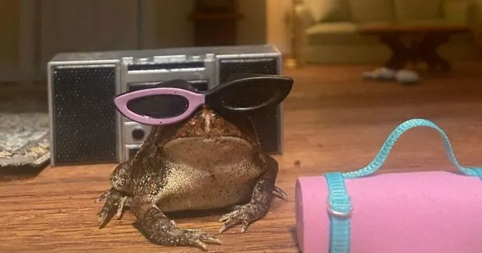 69 Pictures Of Toby The Toad Living An Old Man’s Life In This Decorated Dollhouse