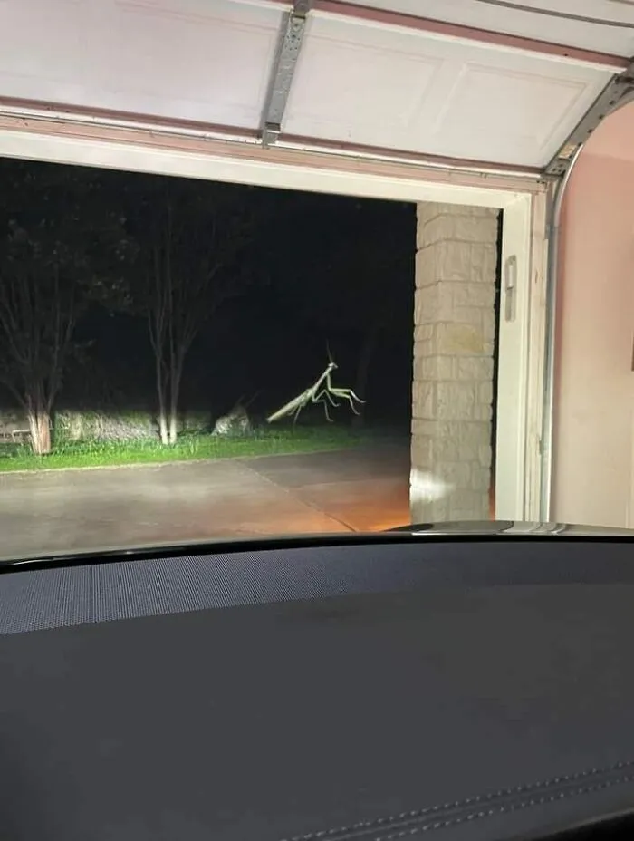 "Surrealismo accidental": 40 imágenes increíbles que tendrás que mirar 2 veces (nuevas fotos)