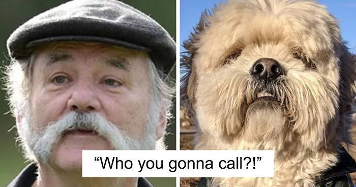 Here's My Dog Side By Side With People And Things He Looks Similar To (14 Pics)