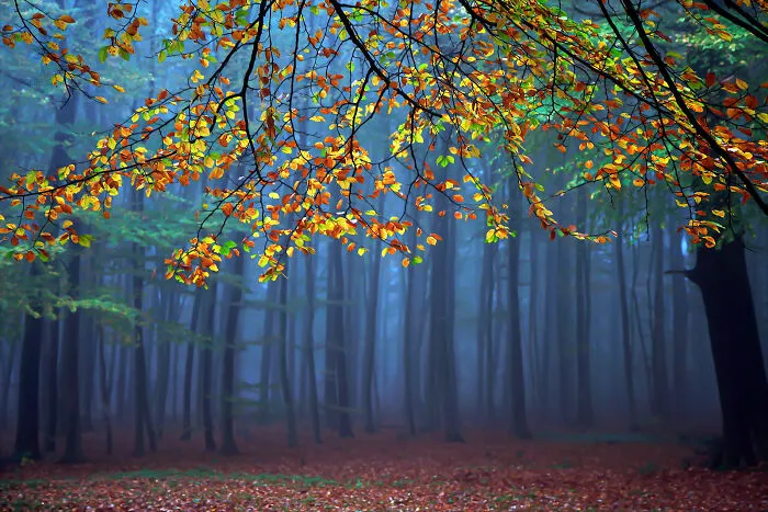 United Colors Of Autumn