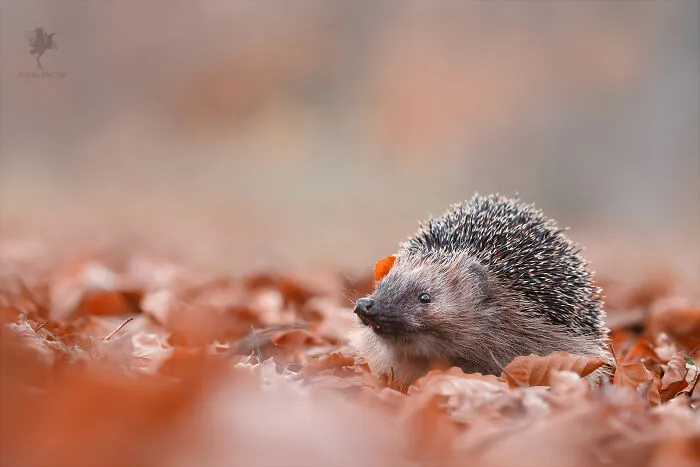 The Happy Hedgehog