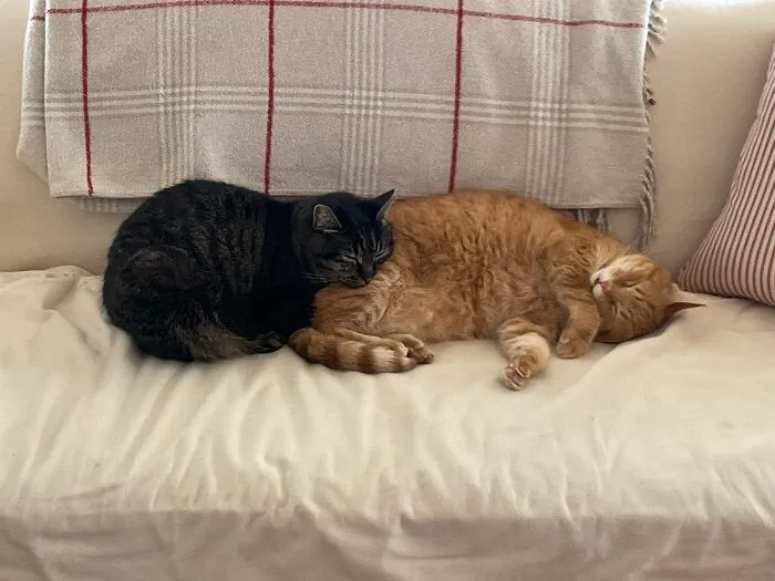 Matilda Using Her Oliver As A Pillow