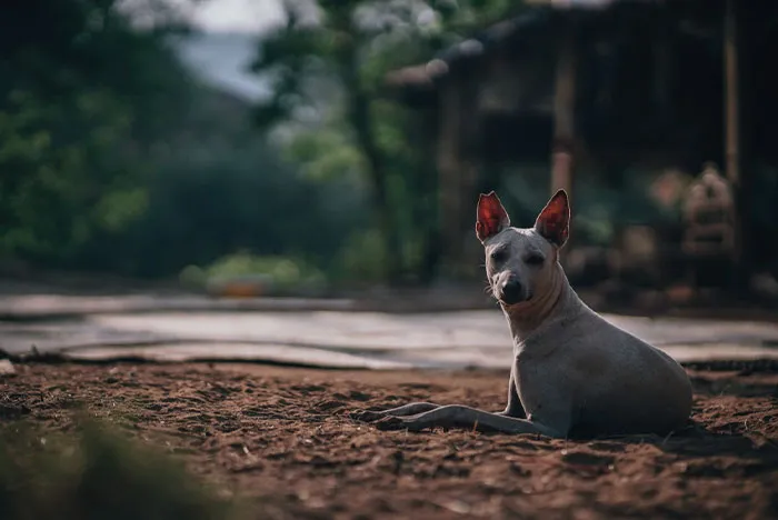 American Hairless Terrier