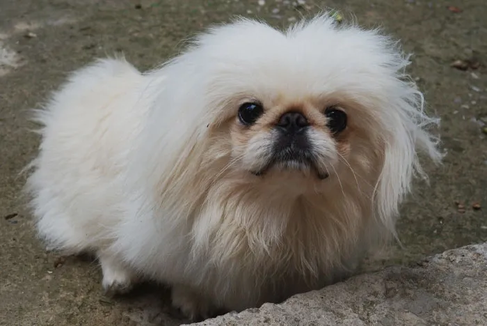 Japanese Chin sitting on the ground 