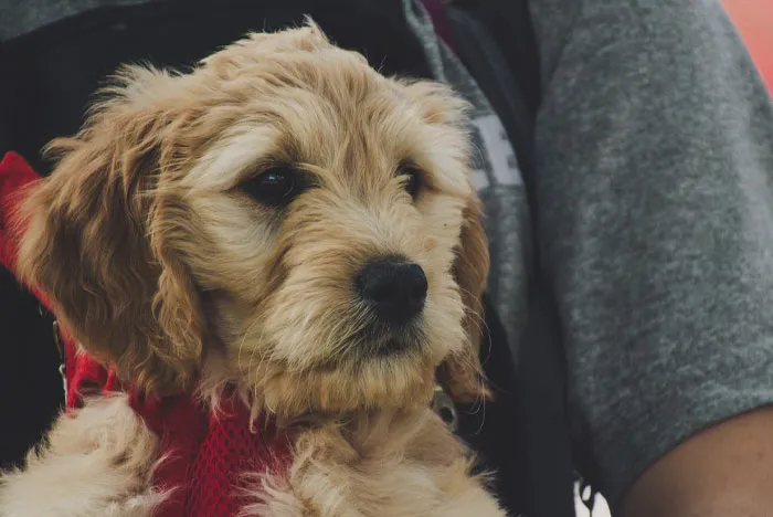 Basset Fauve De Bretagne
