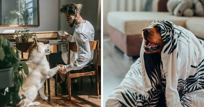 41 Best Apartment Dogs That Adapt Well To City Living