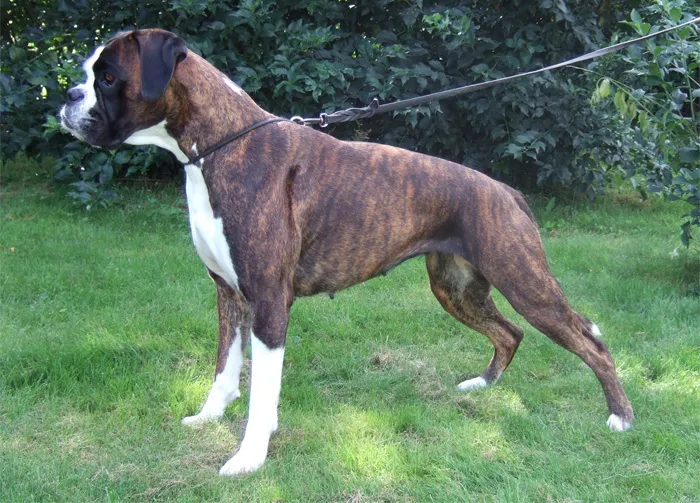 Boxer