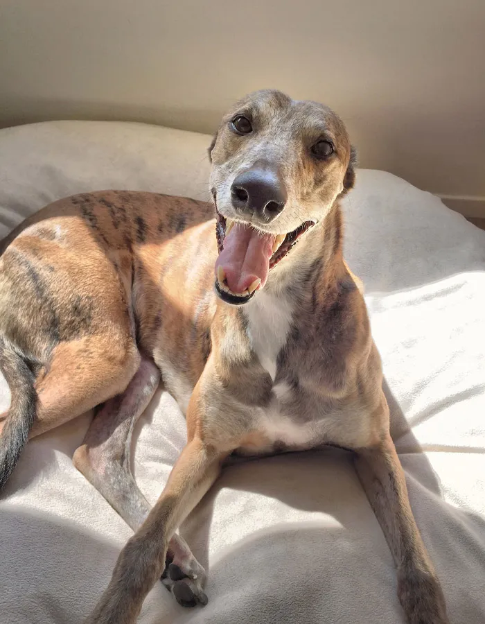 Greyhound