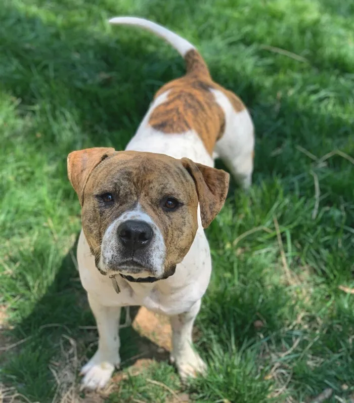 American Staffordshire Terrier