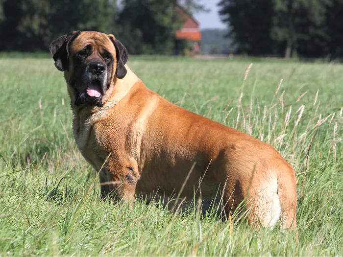 Mastiff