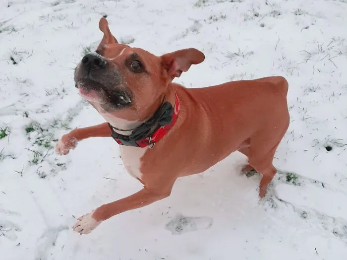 He Loves Snow  And Chasing Snowballs, But He Doesn't Understand Where They Go When They Land
