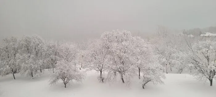 Last Week From My Living Room Window. Montreal Quebec