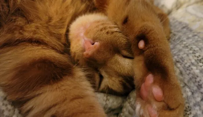 Dad's Sleepy Ginger Boy, Magnus Moose!