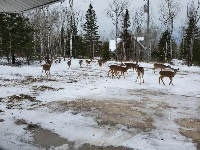 Oh Deer!