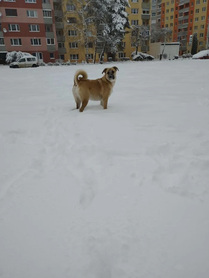 Enjoying The First Snow