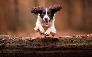 I Am A Photographer Who Is Passionate About Dogs And Their Adorable Expressions In Nature; Here Are The Recent Shots I Captured (30 New Pics)
