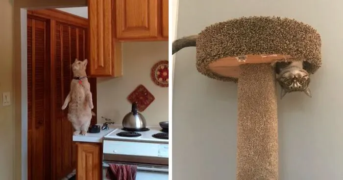 113 Photos That May Convince You Cats Can Defy Gravity