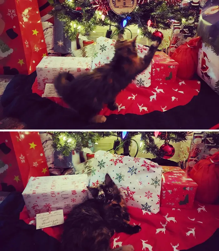 Merry Christmas Everyone