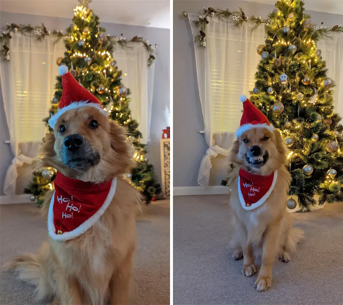 Our 5 Year Old Rescue, Sam, Looking Forward To Spending His First Christmas In His Forever Home