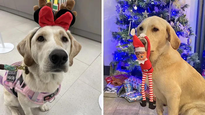 A Very Merry Christmas From Pickle!