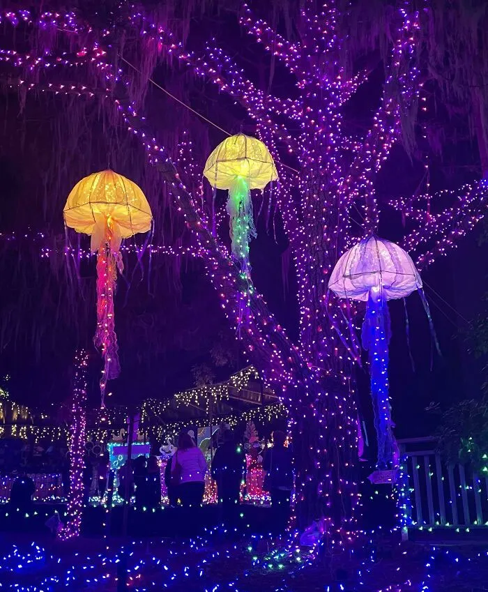 Jellyfish