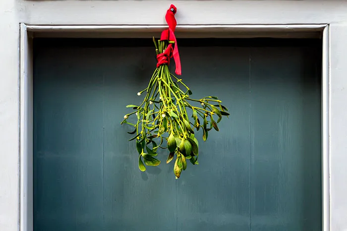 Hanged mistletoe