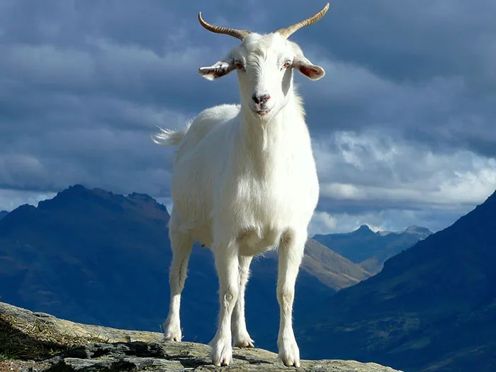 White goat standing and looking
