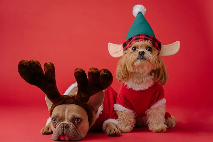 Dress Up Your Pet