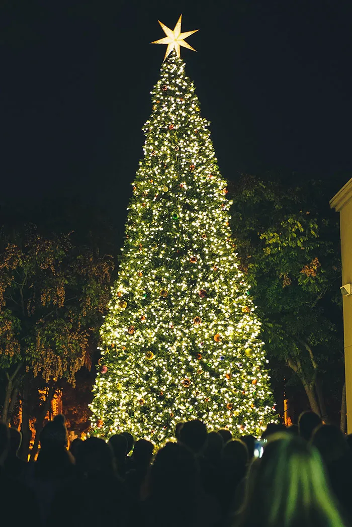 Decorated Christmas tree and person watching it