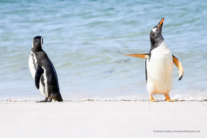 Winner Of Affinity Photo 2 People's Choice Award: "Talk To The Fin!" By Jennifer Hadley