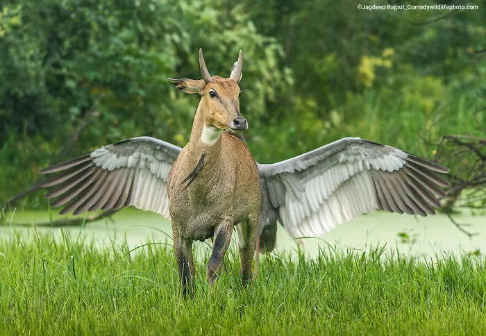 Highly Commended: "Pegasus, The Flying Horse" By Jagdeep Rajput