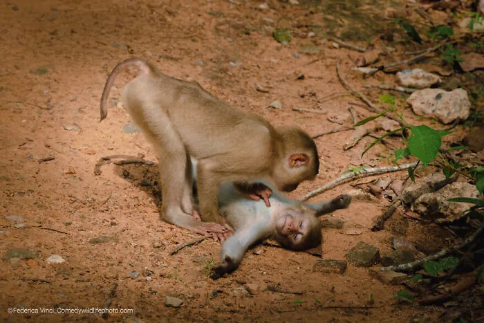 Highly Commended: "Monkey Wellness Centre" By Federica Vinci