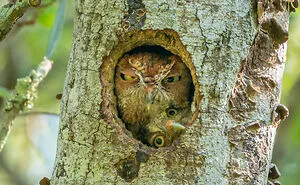 The Much-Anticipated Comedy Wildlife Photography Contest 2022 Has Finally Announced Its Winners (16 Pics)