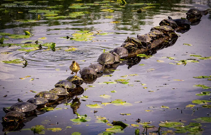 Highly Commended: "Excuse Me... Pardon Me!" By Ryan Sims