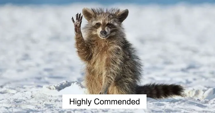 The Much-Anticipated Comedy Wildlife Photography Contest 2022 Has Finally Announced Its Winners (16 Pics)