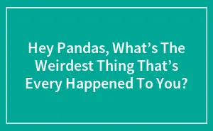 Hey Pandas, What’s The Weirdest Thing That’s Every Happened To You?